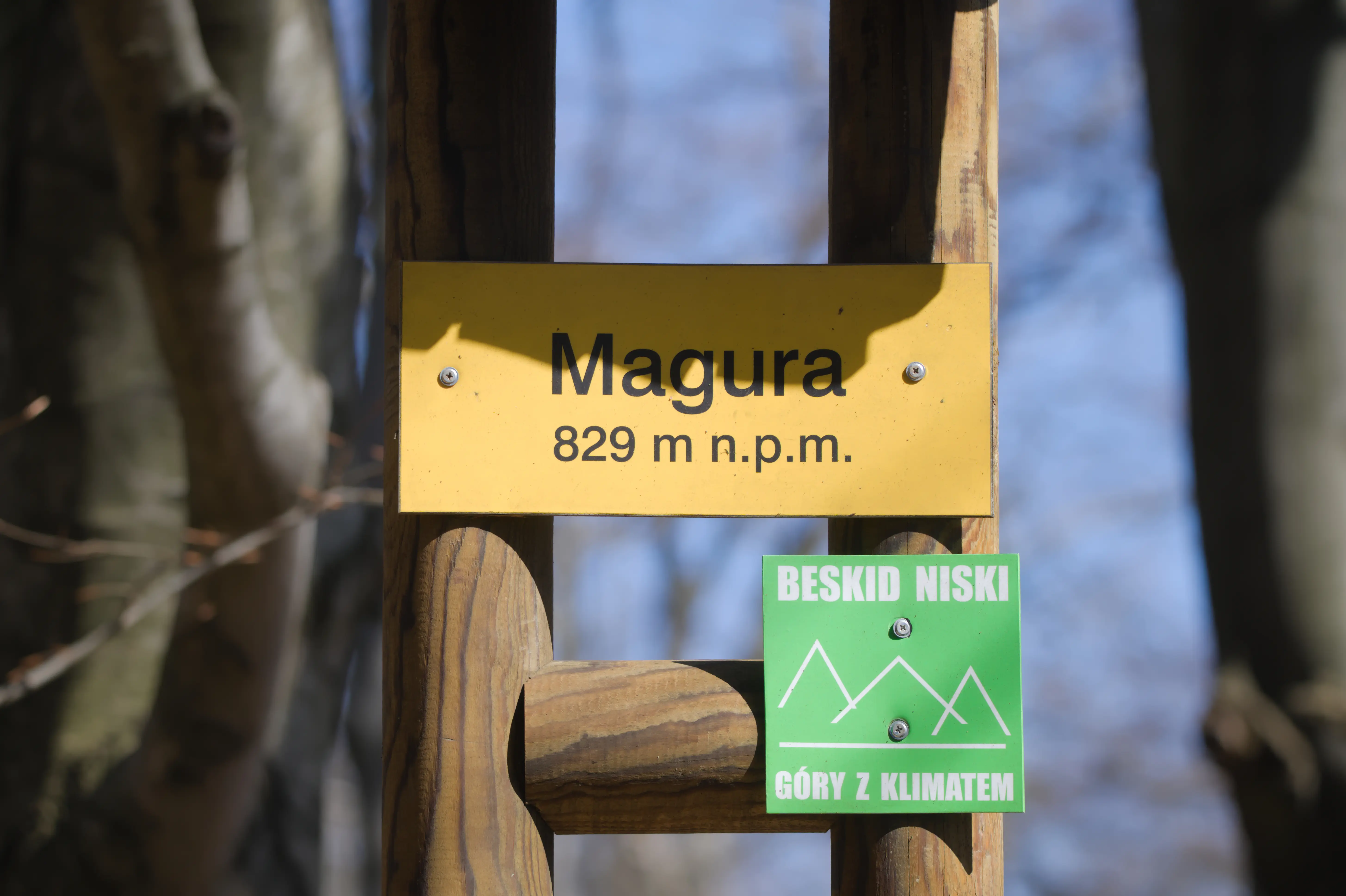 Widok na Tatry z magury